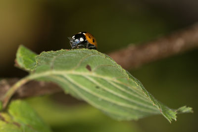 Close-up of insect on leaf