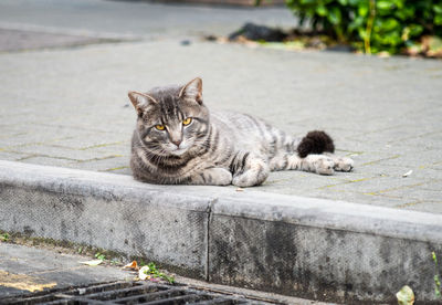 Portrait of a cat resting on footpath