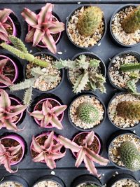 High angle view of succulent plants on table