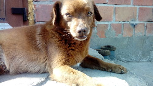 Portrait of dog by wall