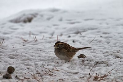 Close-up of a bird on land