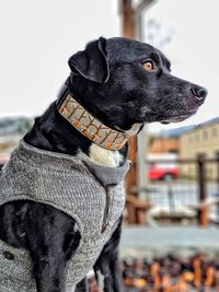 Close-up of a dog looking away