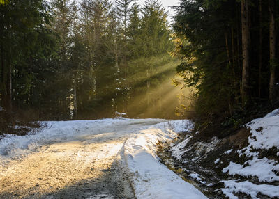 Road amidst trees in forest during winter