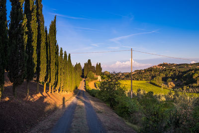 Trees growing by road against sky