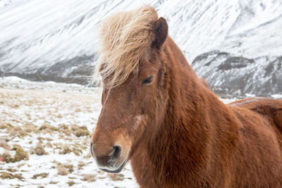 Horse in a snow