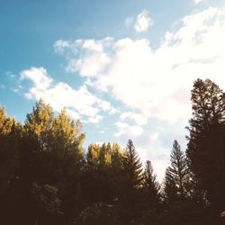 Low angle view of trees in forest against sky