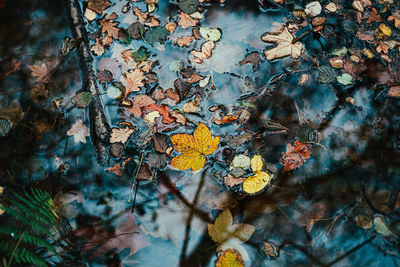 Close-up of autumn leaves on tree