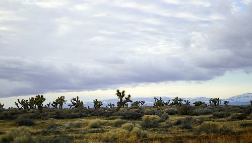 Panoramic view of field against sky