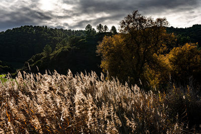 Plants growing on field against sky