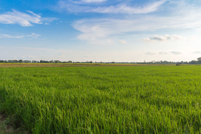 Scenic view of agricultural field against sky