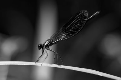 Close-up of dragonfly