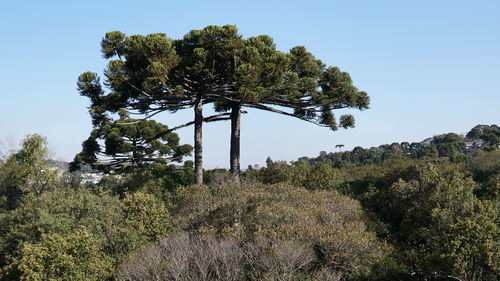 Low angle view of trees against clear sky