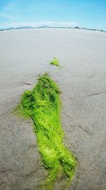 Close-up of plants on beach against sky