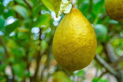 Close-up of fruits on tree