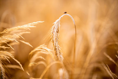 Close-up of stalks in wheat