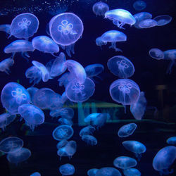 View of jellyfish in sea