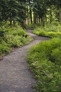 Dirt road amidst trees in forest