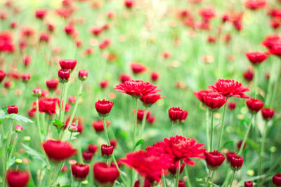 Close-up of red poppy flowers growing in field