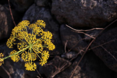 Close-up of yellow flowering plant on land