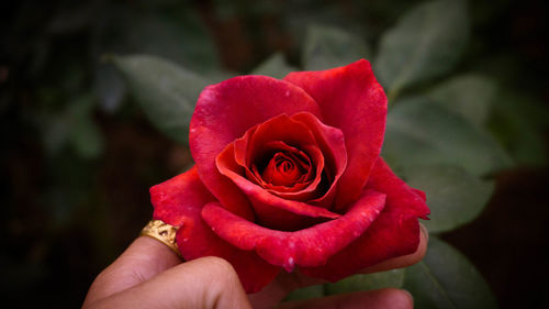 Close-up of hand holding red rose