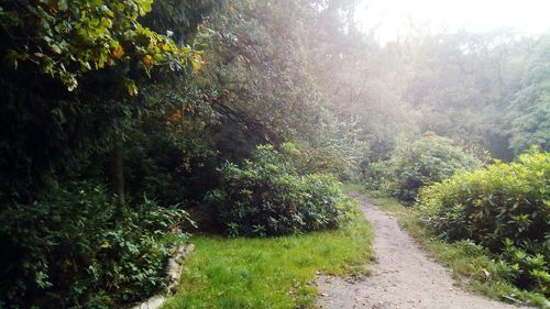 Dirt road amidst trees in forest