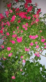 Close-up of pink flowers