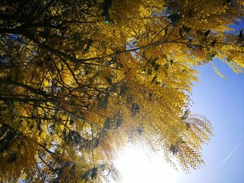 Low angle view of tree against sky