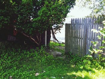 Trees growing in park