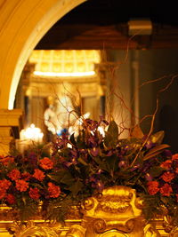 Close-up of illuminated flowering plants at night