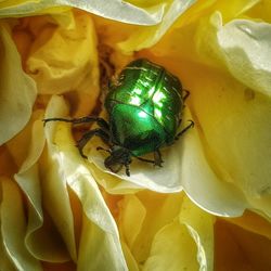 High angle view of insect on yellow flower