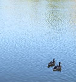 Swan swimming in lake