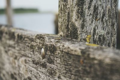 Close-up of weathered wood on tree trunk