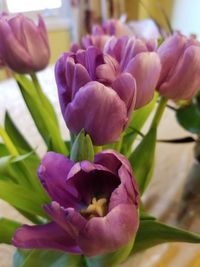Close-up of pink tulip flowers