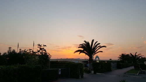 Silhouette of trees at sunset