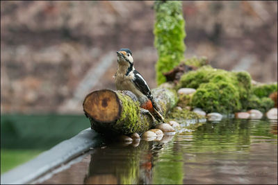 Bird perching on a lake