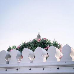 Low angle view of white flowers against building