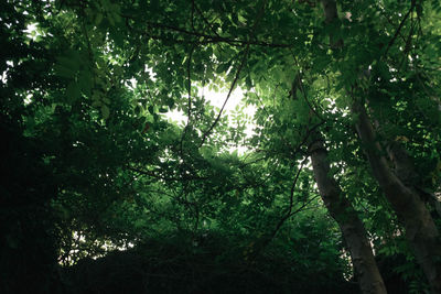 Low angle view of trees in forest