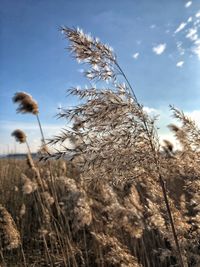 Low angle view of flowering plants on field against sky