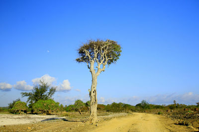 Trees on field against clear blue sky