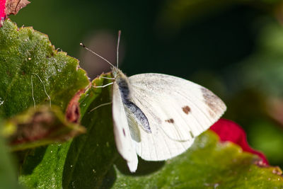 Close-up of butterfly on flower