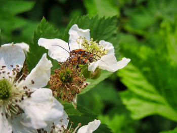 Close-up of insect on white flower