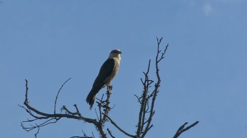 Low angle view of birds perching on tree