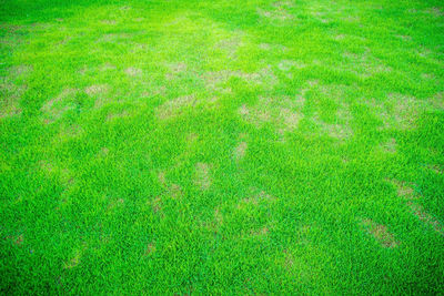 Full frame shot of green grass