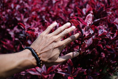 Close-up of hand touching maroon plants
