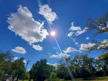 Low angle view of sunlight streaming through trees