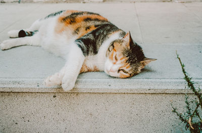 Cat sleeping on footpath