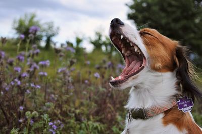 Close-up of dog