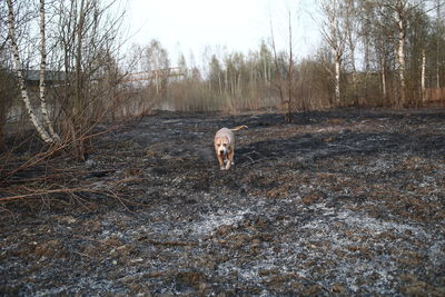 View of dog on dirt road