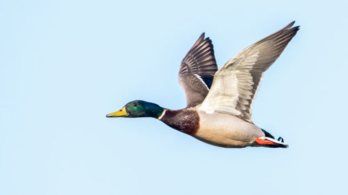 Close-up of duck flying against clear sky