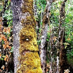 Low angle view of trees in forest